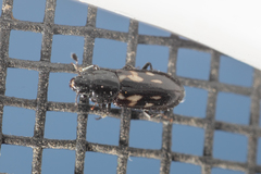 Glischrochilus vittatus