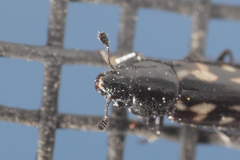 Glischrochilus vittatus