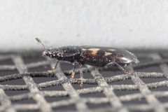 Glischrochilus vittatus