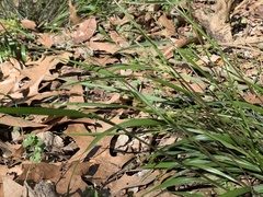 Melica mutica