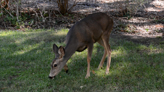 Odocoileus hemionus