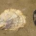 True Oysters - Photo (c) Gary Williams, some rights reserved (CC BY-SA)
