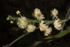 Acacia alata