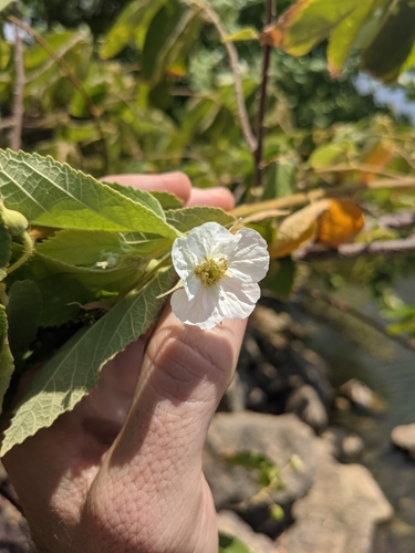 Muntingia calabura - Whole tree