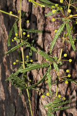 Acacia pentadenia