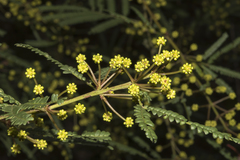 Acacia pentadenia