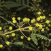 Karri Wattle - Photo (c) Sue Jaggar, some rights reserved (CC BY-NC-ND), uploaded by Sue Jaggar