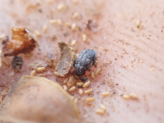 Acanthoscelides alboscutellatus