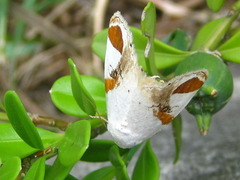 Sphragifera biplagiata