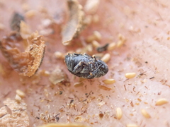 Acanthoscelides alboscutellatus