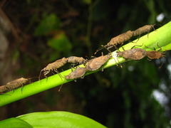Hygia lativentris