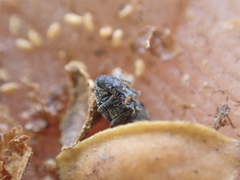 Acanthoscelides alboscutellatus