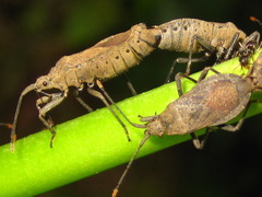 Hygia lativentris