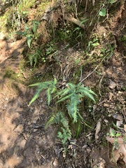 Arachniodes simplicior