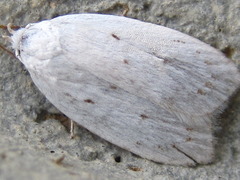 Scythropiodes approximans