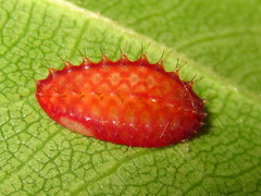 Microleon longipalpis