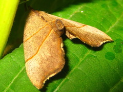 Gonepatica opalina