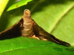 Gonepatica opalina