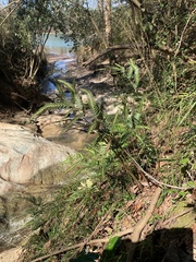 Arachniodes simplicior