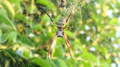 Trichonephila sexpunctata