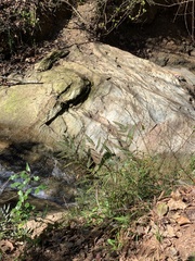 Arachniodes simplicior