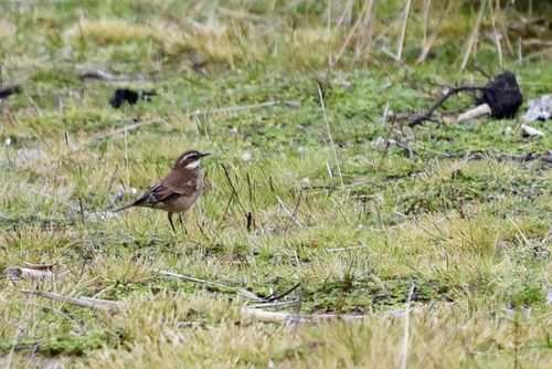 Cinclodes albidiventris