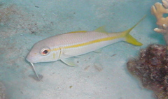 Mulloidichthys martinicus