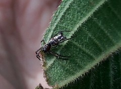 Micrathena nigrichelis
