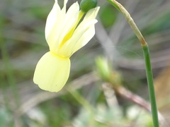 Narcissus triandrus pallidulus