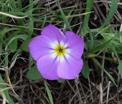 Phlox roemeriana