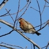 Haemorhous mexicanus