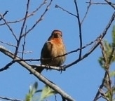 Haemorhous mexicanus