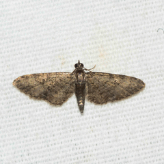 Eupithecia jejunata