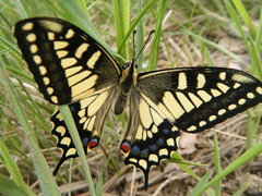 Papilio machaon pikei