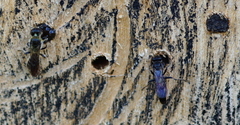 Chelostoma florisomne