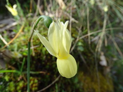 Narcissus triandrus pallidulus