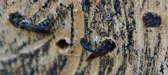 Chelostoma florisomne