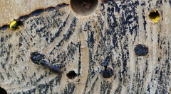 Chelostoma florisomne