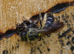 Chelostoma florisomne
