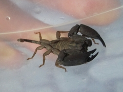 Hemiscorpiidae