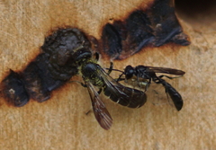 Chelostoma florisomne