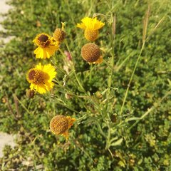 Helenium mexicanum