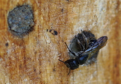 Chelostoma florisomne