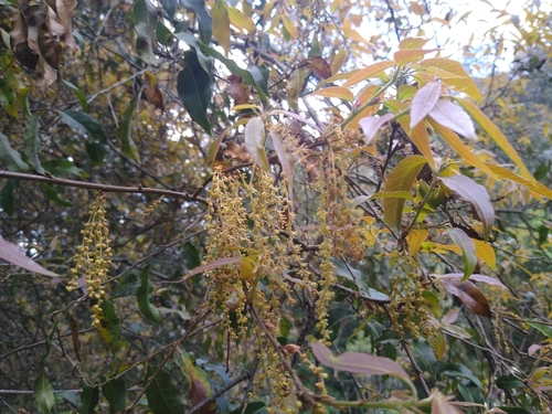 Quercus crispipilis