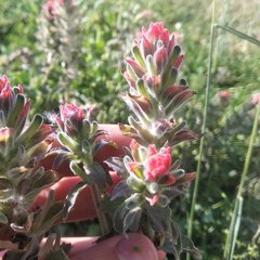 Castilleja arvensis