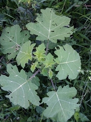 Solanum viarum