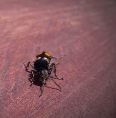 Hoplomutilla spinosa