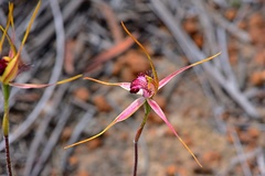 Caladenia decora