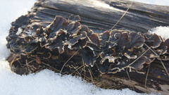 Trametes versicolor