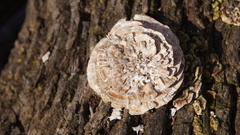 Trametes versicolor